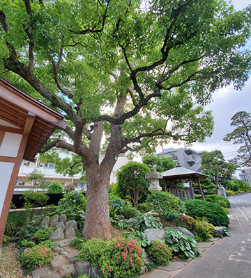 3位　泉福寺「瑞江樹木葬緑風苑」2